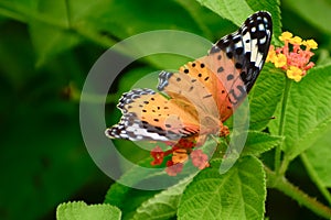 Indian fritillary butterfly female nectaring on flower