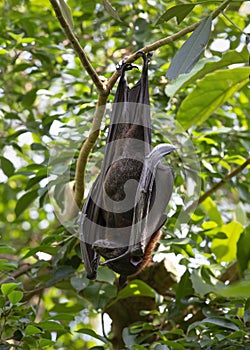 Indian fruit bat