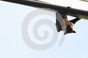Indian Fruit Bat Also Known As Flying Fox