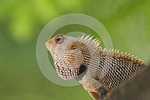 Indian garden lizard