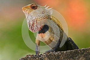 Indian garden lizard