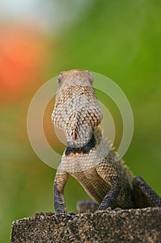 Indian garden lizard