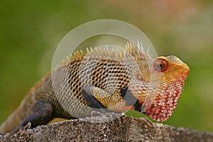 Indian garden lizard