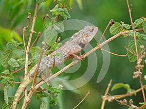 Indian garden lizard chameleon