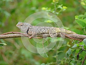 Indian garden lizard chameleon resting