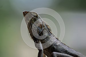 Indian garden lizard