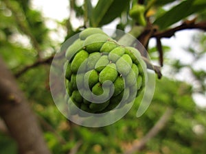 Indian fruits very sweet indian name sharifa photo