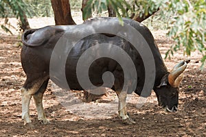 Indian gaur