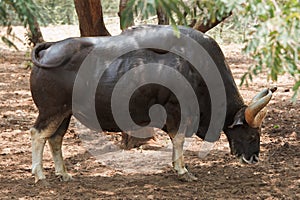 Indian gaur photo
