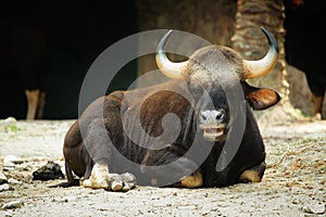 Indian Gaur