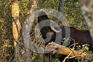 Indian Gaur at the Bandipur forest area , Bandipur National Park