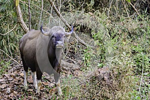 Indian Gaur Bison