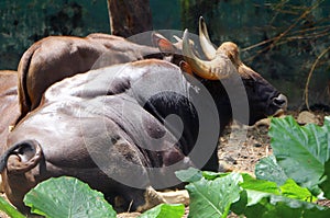 The Indian gaur Bos gaurus, also called the Indian bison.