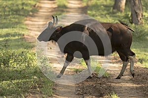 An Indian Gaur crossing the path inside a national park