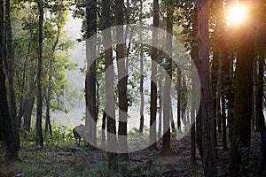 Indian Gaur in Forest With Sun Flare Through Trees and Branches photo