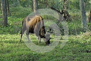 Indian gaur grazing at Kabani forests photo
