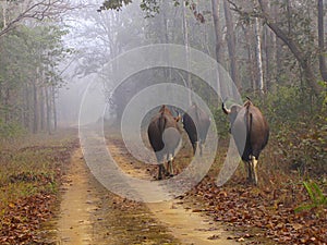 Indian Gaur, Kanha Tiger Reserve, Madhya Pradesh, India