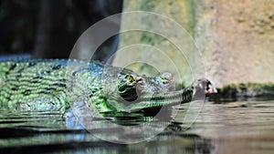 Indian gavial