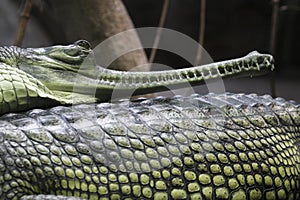 Indian gavial