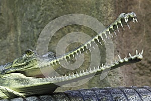 Indian gavial