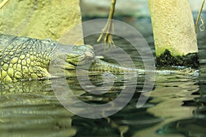 Indian gavial
