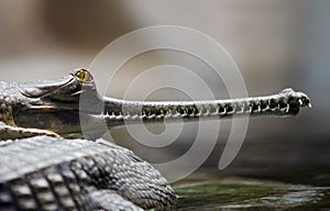 Indian gavial