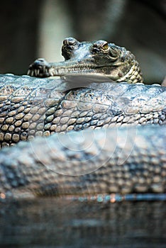 Indian gavial (Gavialis gangeticus)