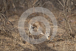 Indian gazelle