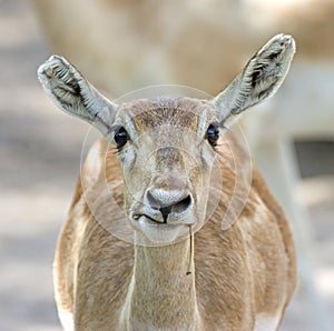 Indian Gazelle