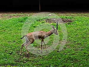 Indian Gazelle or Chinkara