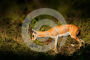 Indian Gazelle or Chinkara, Gazella bennettii, animal, Indian subcontinent, Rathambore, India. Deer, nature habitat. Bellow majest