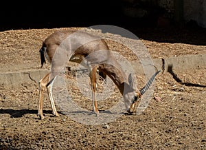 Indian Gazelle or Chinkara