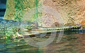Indian gharial