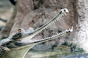Indian gharial