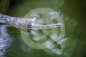 Indian Gharial basking