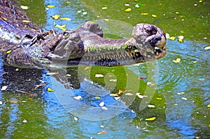 Indian gharial crocodile