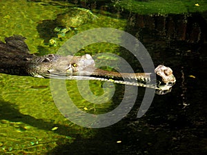 Indian gharial crocodile lurking in the water.