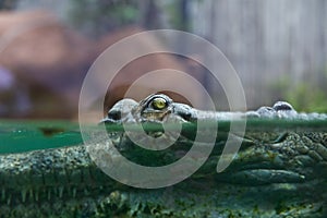 Indian gharial crocodile swimming in a display tank.