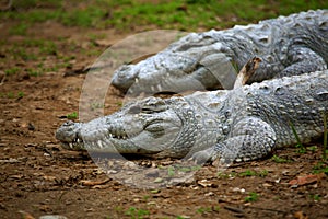 Indian gharial crocodiles photo