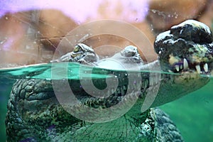 Indian Gharial on display in a zoo