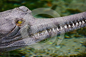 Indian gharial Gavialis gangeticus