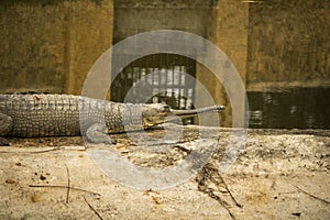 Indian gharial Gavialis gangeticus