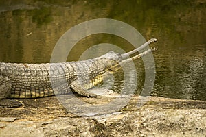 Indian gharial Gavialis gangeticus near water with open mouth