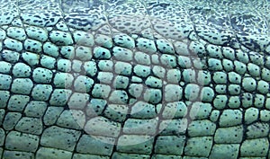 Indian gharial skin texture