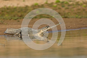 An Indian Gharial sun basking