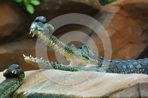 Indian Gharial