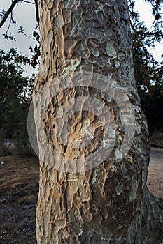 Indian ghost tree, Kullu Sterculia urens, treetrunk Clous Up Kukadia Near Idar Sabarkantha North Gujarat