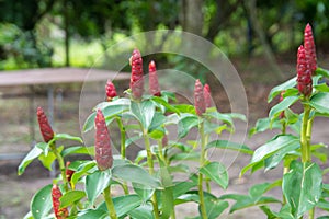 Indian Ginger flower. The scientific name costus speciosus or Cheilocostus speciosus