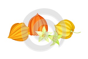 Indian Ginseng or Physalis Papery Husk or Calyx Enclosing Small Orange Fruit and Bell-shaped Flowers Vector Illustration