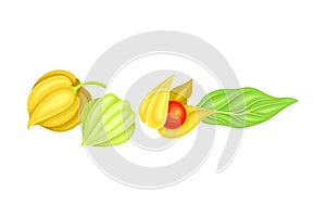 Indian Ginseng or Physalis Papery Husk or Calyx Enclosing Small Orange Fruit and Green Elliptic Leaf Vector Illustration